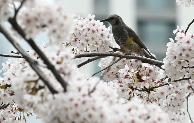 6일 인천시 미추홀구 정부인천지방합동청사에서 직박구리가 활짝 핀 벚꽃 사이로 꿀을 찾고 있다. 조병석기자