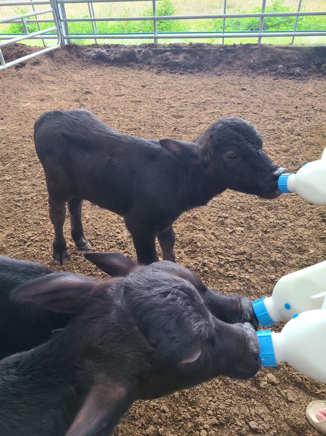 경기도가 번식에 성공한 이탈리안 물소 송아지. 경기도 제공.