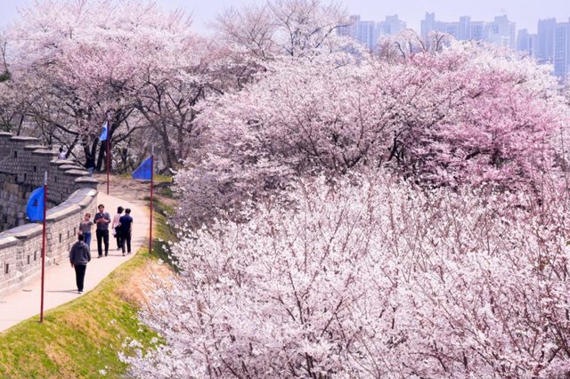 수원화성 동장대에서 동북각루로 내려오는 성곽길에 벚꽃이 활짝 피어 있다. 수원시 제공