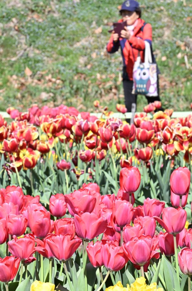 7일 인천 연수구 승기천 변에 만개한 튤립을 한 시민이 사진에 담고 있다.