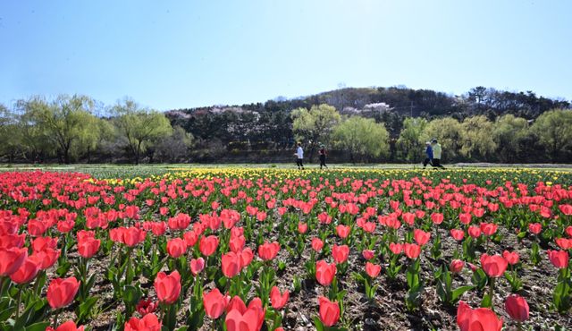 7일 인천 연수구 승기천 변에 만개한 튤립 사이를 따라 시민들이 봄 햇살 아래 가볍게 달리고 있다.