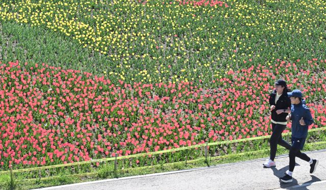 7일 인천 연수구 승기천 변에 만개한 튤립 사이를 따라 시민들이 봄 햇살 아래 가볍게 달리고 있다.