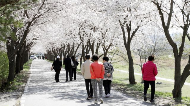시민들이 안성시 안성천 일원에 만개한 벚꽃길을 걷고 있다. 안성시 제공