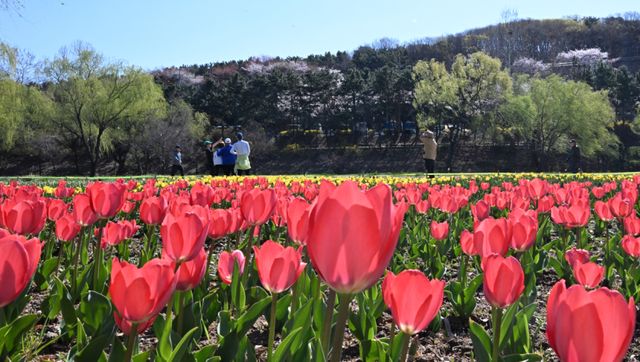 7일 인천 연수구 승기천 변에 만개한 튤립 사이에서 시민들이 기념사진을 찍고 있다.