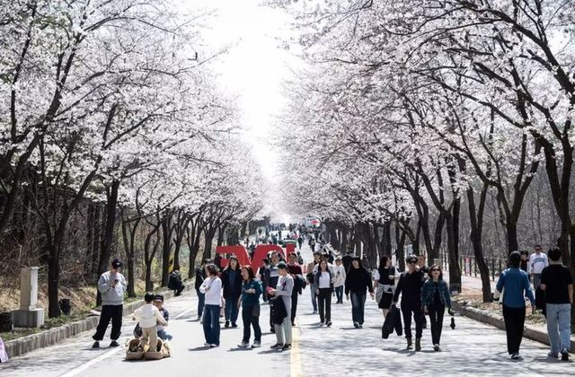 지난해 열린 여주 흥천 남한강 벚꽃축제 현장 모습. 여주시청 홈페이지 캡처
