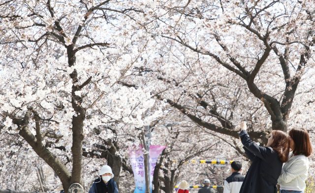 안양의 대표적인 봄꽃 명소인 만안구 충훈벚꽃길 전경. 안양시 제공