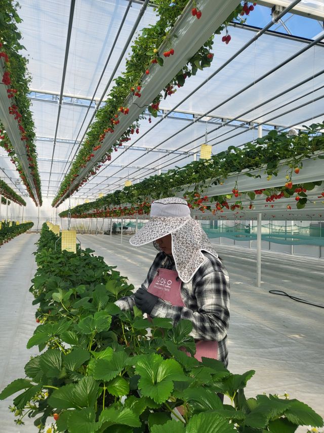 ICT 융복합 스마트팜으로 시설 딸기를 재배하고 있는 양도면 삼흥리 오와오딸기농장의 모습. 조향래 기자