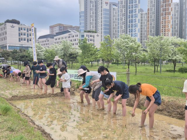 손 모내기 체험 현장. 시흥시 제공