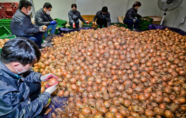 기사의 이해를 돕기 위한 이미지로 직접적 연관은 없습니다. 사진은 경기도내 한 농산물유통센터에서 양파 포장 준비 작업을 하는 모습. 경기일보DB