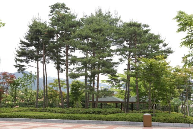 안양시 석수동에 있는 소나무. 안양시 제공