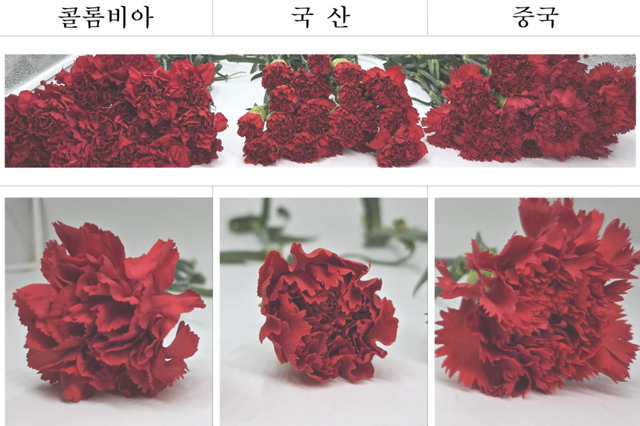 화훼류(카네이션) 원산지 식별을 위한 예시 사진. 국내산은 붉은색이 다른 외국산에 비해 가장 연하며 꽃받침 색도 가장 연하다는 특징이 있다. 중국산은 가장 진한 붉은색이며 꽃잎의 끝부분이 뾰족하고 길고, 콜롬비아산은 붉은색 정도와 꽃받침의 녹색이 중국산과 국내산의 중간정도이며 꽃잎 끝부분은 중국산에 비해 뭉특하다. 농산물품질관리원 경기지원 제공