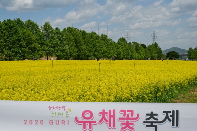 '2026 구리 유채꽃 축제' 첫날인 8일 오후 구리한강시민공원을 찾은 시민들이 노랗게 물든 유채꽃밭을 보며 즐거운 시간을 보내고 있다.