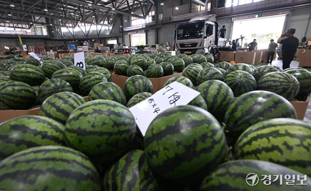 인천 낮 최고기온이 32도 까지 오르며 여름 날씨를 보인 15일 인천 남동구 남촌농산물도매시장에서 상인들이 판매할 수박을 옮기고 있다.조병석기자