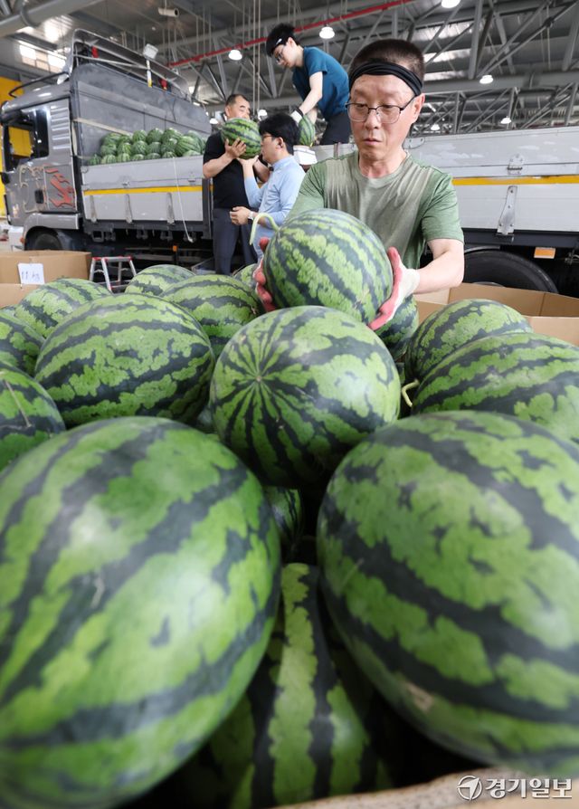 인천 낮 최고기온이 32도 까지 오르며 여름 날씨를 보인 15일 인천 남동구 남촌농산물도매시장에서 상인들이 판매할 수박을 옮기고 있다.조병석기자
