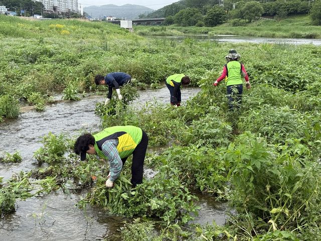 광주시지속가능발전협의회 기후변화분과위원회는 최근 청석공원 일대에서 생태교란종 제거 및 생태 관찰 활동을 실시했다. 광주시 제공