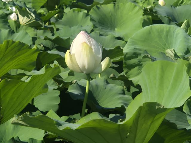 이천시 설성면이 오는 7월3일 제13회 성호호수 연꽃축제를 개최한다. 이천시 제공