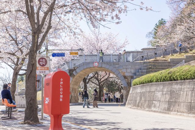 다수의 드라마가 촬영된 수원시 팔달산 회주도로의 봄. 수원시 제공