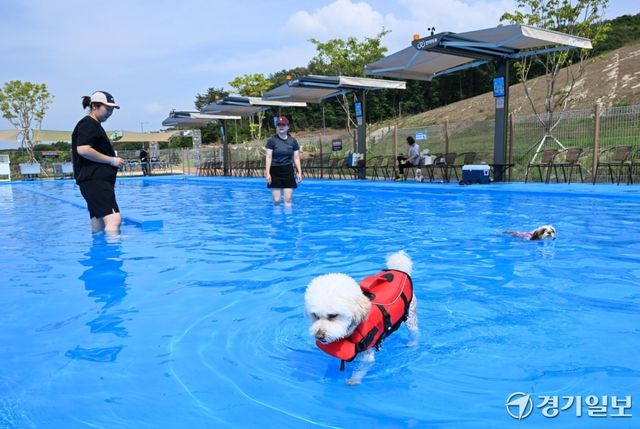 경기도가 운영하는 반려동물 복합문화공간인 ‘반려마루 여주’의 야외 놀이시설인 힐링파크가 임시 개장한 11일 반려견 물놀이장을 찾은 견주들이 반려견과 즐거운 시간을 보내고 있다.