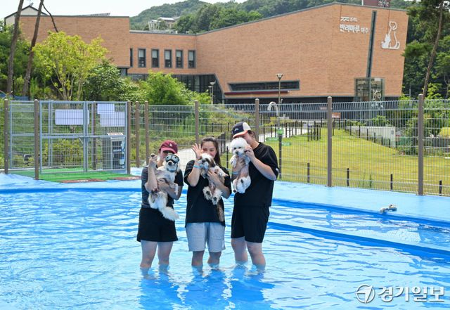 경기도가 운영하는 반려동물 복합문화공간인 ‘반려마루 여주’의 야외 놀이시설인 힐링파크가 임시 개장한 11일 반려견 물놀이장을 찾은 견주들이 반려견과 즐거운 시간을 보내고 있다.