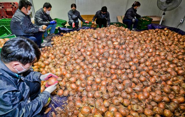 기사의 이해를 돕기 위한 이미지로 직접적 연관은 없습니다. 사진은 경기도내 농산물유통센터 관계자들이 양파 포장 작업을 준비하는 모습. 경기일보DB