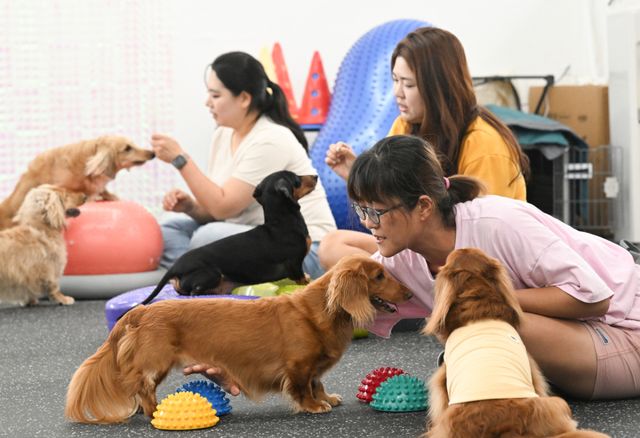 기사의 이해를 돕기 위한 이미지로 직접적 연관은 없습니다. 사진은 경기도내 한 반려견 체육관에서 애견인들이 반려견과 놀이활동을 하는 모습. 경기일보DB