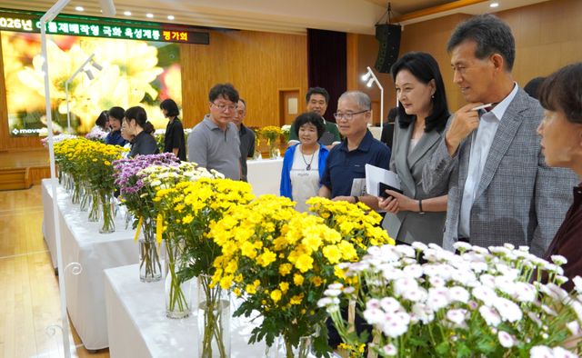 14일 ‘2026년 여름재배작형 국화 육성계통 평가회’가 열리고 있는 모습. 경기도농업기술원 제공