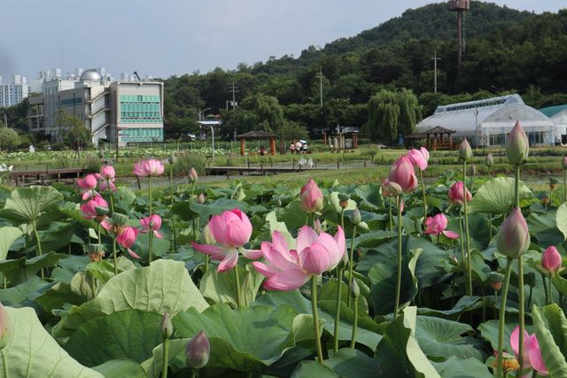 연꽃이 만발한 시흥연꽃테마파크. 시흥시 제공