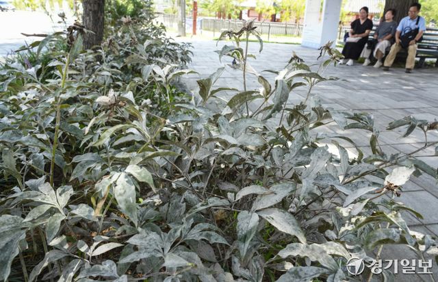 수원 행궁동행정복지센터 일대 화단 식물 흰가루병 증세 [포토뉴스]