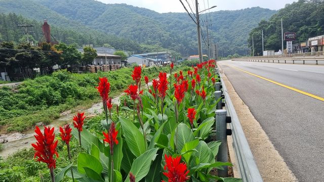 광주시 곤지암읍이 시도 23호선(곤지암도자공원~동원대학교) 가로변에 조성한 칸나와 수국 등이 만개하며 지역 주민과 방문객들의 발길을 사로잡고 있다. 광주시 제공