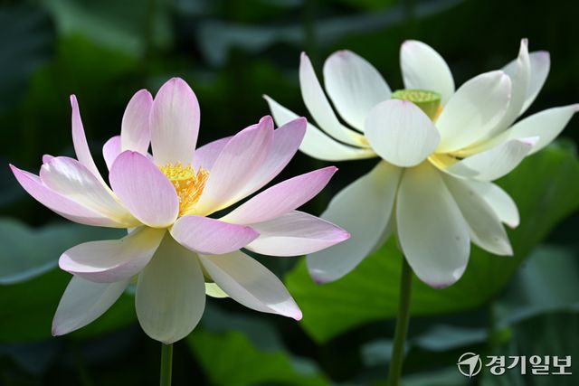 29일 오전 의왕시 초평동 왕송호수 인근 연꽃단지에 활짝 핀 연꽃들. 김시범기자