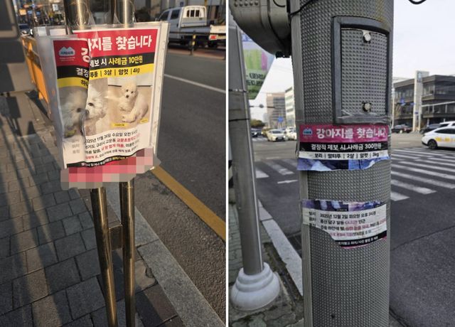 도로변에 실종 반려동물을 찾는 전단지가 부착돼 있다. 부착된 전단지는 훼손되거나(왼쪽) 찢어진 모습이다(오른쪽). 독자 제공