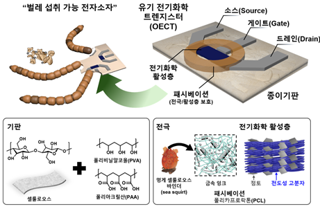 유기 전기화학 트랜지스터(OECT) 구성요소. 벌레가 섭취할 수 있는 OECT 소자의 구조 및 각 소재의 구성성분을 나타낸다. 수계에서 안정적으로 사용가능한 소수성 처리된 가교 종이기판(왼쪽) 위에, 멍게 셀룰로오스 유래 바인더 함유 금속전극 및 PEDOT:PSS/MMT 전기화학 활성층(오른쪽) 소재가 이용됐다. 인하대학교 제공
