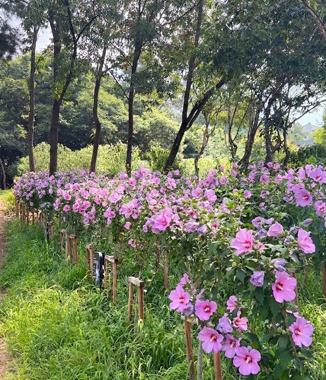 무궁화 동산. 경기도 제공