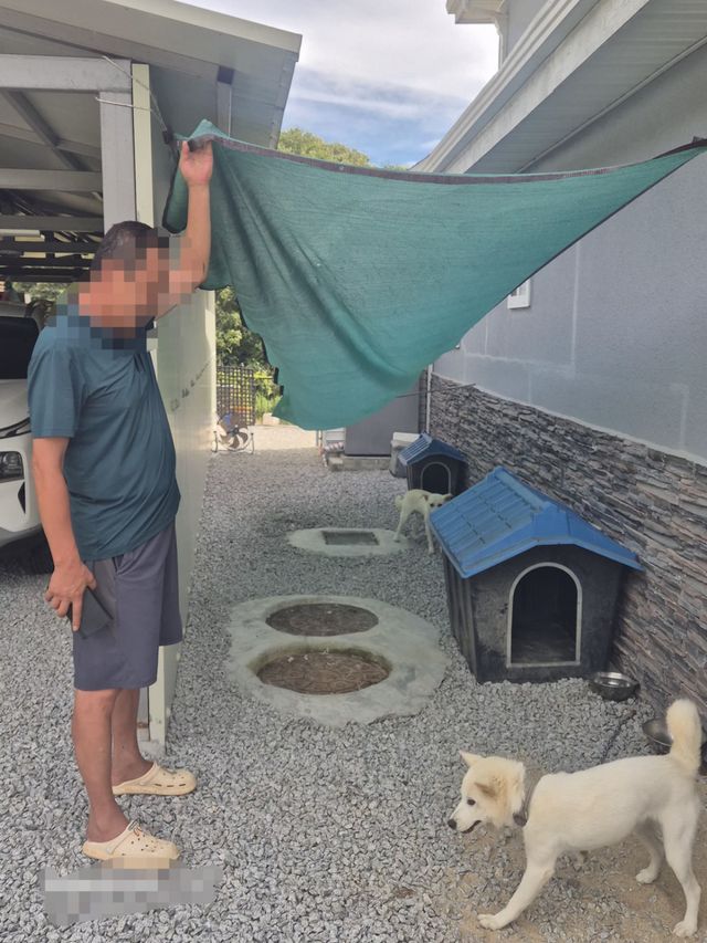 논란에 휩싸였던 견주가 자신의 전원주택 마당 한켠에 그늘막을 설치한 뒤 백구를 돌보고 있다. 황선주기자