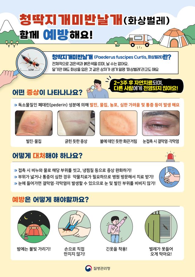 질병관리청 화상벌레 예방 안내자료. 양평군 제공