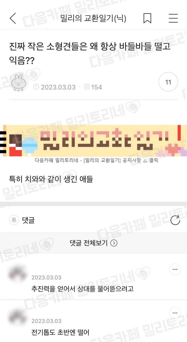 6 치와와가 떠는 이유.jpg