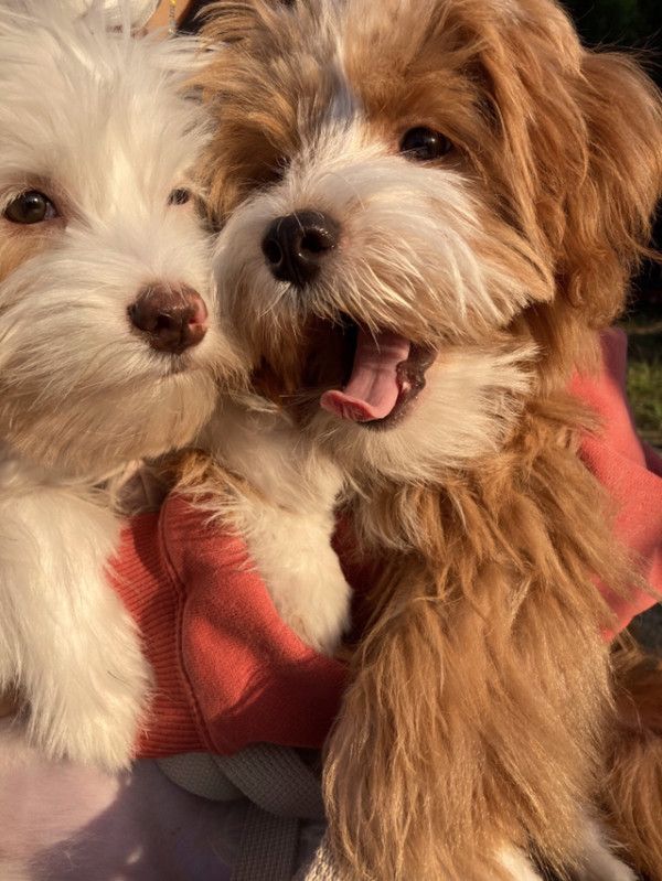 유기견 남매 데려왔는데 너무 귀여워ㅠㅠ 근데 너무 커버렸어 | 인스티즈