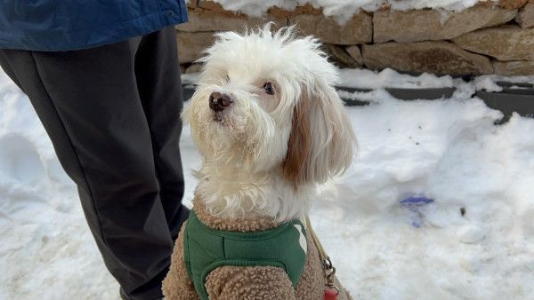 유기견 남매 데려왔는데 너무 귀여워ㅠㅠ 근데 너무 커버렸어 | 인스티즈