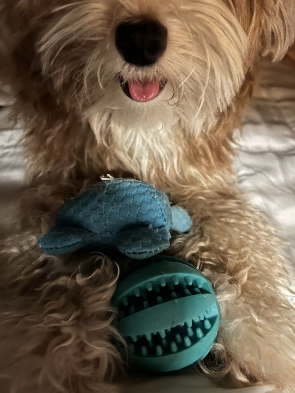 유기견 남매 데려왔는데 너무 귀여워ㅠㅠ 근데 너무 커버렸어 | 인스티즈