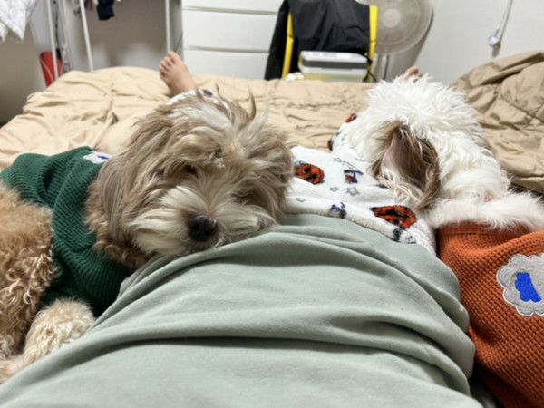 유기견 남매 데려왔는데 너무 귀여워ㅠㅠ 근데 너무 커버렸어 | 인스티즈