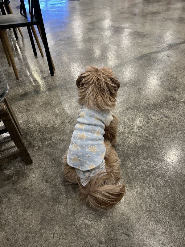 유기견 남매 데려왔는데 너무 귀여워ㅠㅠ 근데 너무 커버렸어 | 인스티즈