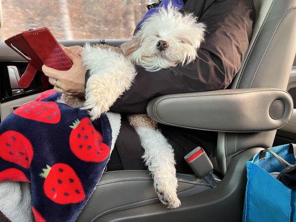 유기견 남매 데려왔는데 너무 귀여워ㅠㅠ 근데 너무 커버렸어 | 인스티즈