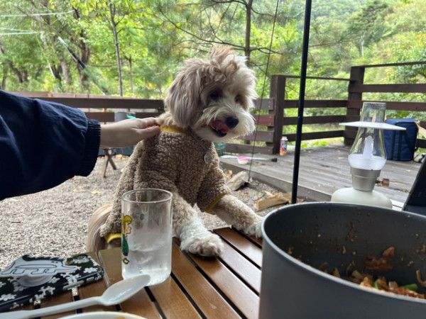 유기견 남매 데려왔는데 너무 귀여워ㅠㅠ 근데 너무 커버렸어 | 인스티즈