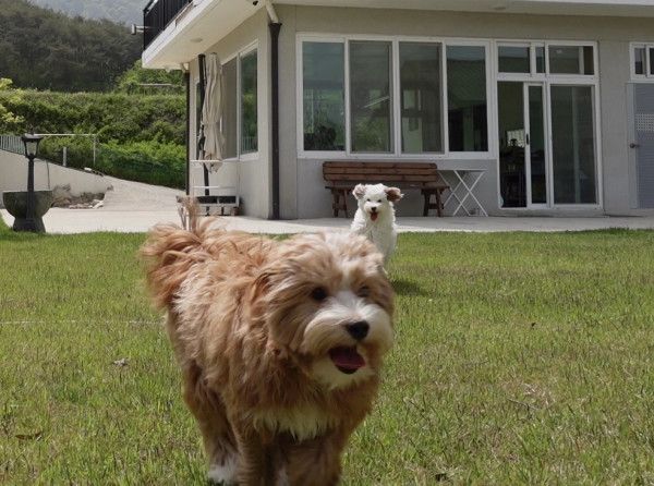 유기견 남매 데려왔는데 너무 귀여워ㅠㅠ 근데 너무 커버렸어 | 인스티즈