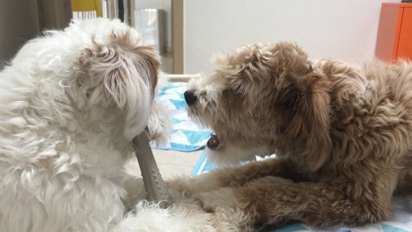 유기견 남매 데려왔는데 너무 귀여워ㅠㅠ 근데 너무 커버렸어 | 인스티즈