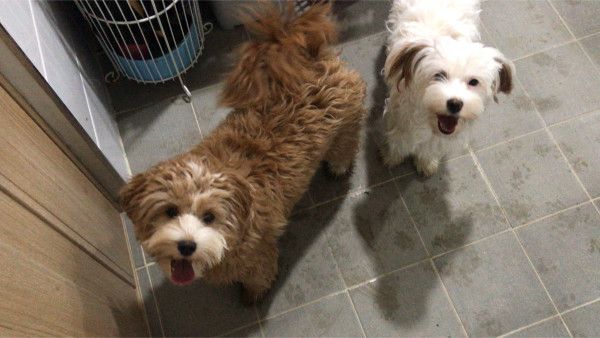 유기견 남매 데려왔는데 너무 귀여워ㅠㅠ 근데 너무 커버렸어 | 인스티즈