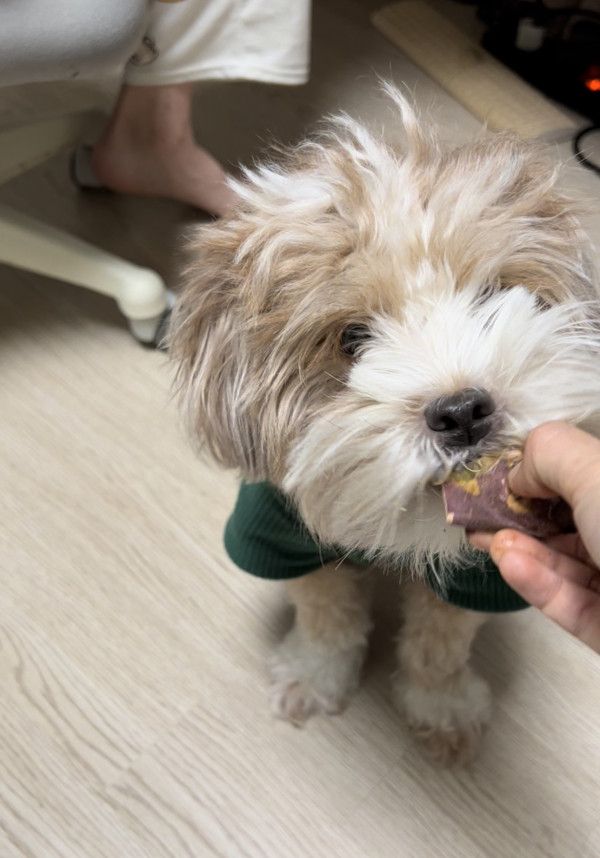 유기견 남매 데려왔는데 너무 귀여워ㅠㅠ 근데 너무 커버렸어 | 인스티즈