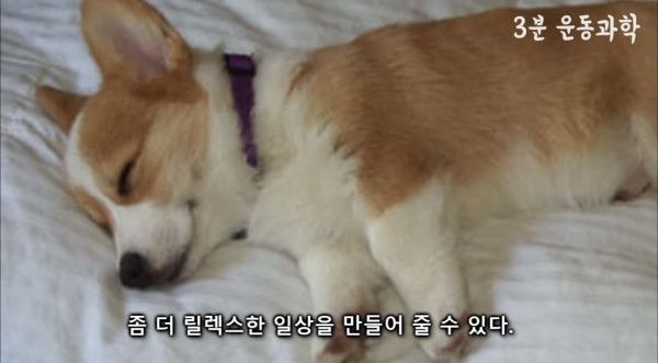 달리기를 꼭 해야하는 이유