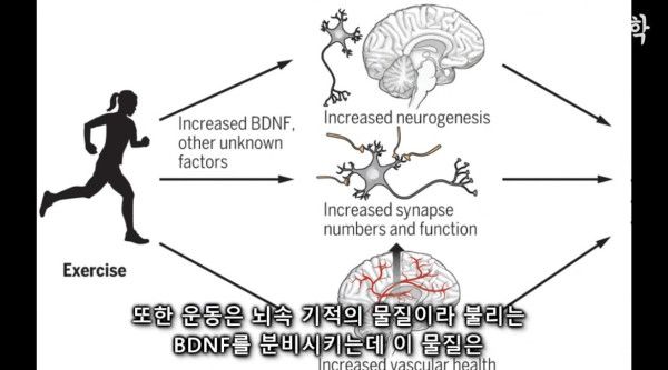 달리기를 꼭 해야하는 이유