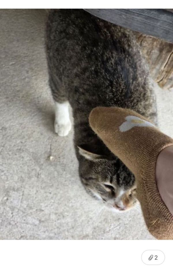 길냥이 손으로 만지긴엔 찝찝해서 | 인스티즈